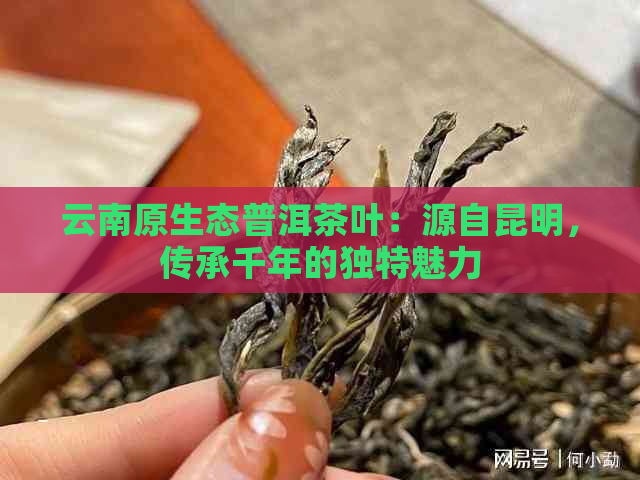 云南原生态普洱茶叶：源自昆明，传承千年的独特魅力