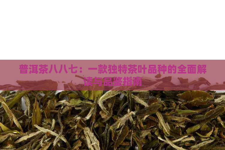 普洱茶八八七：一款独特茶叶品种的全面解读与品鉴指南