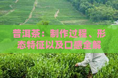 普洱茶：制作过程、形态特征以及口感全解 —— 为什么普洱茶是细末？