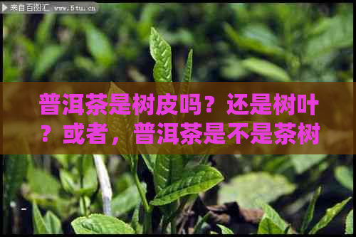 普洱茶是树皮吗？还是树叶？或者，普洱茶是不是茶树？