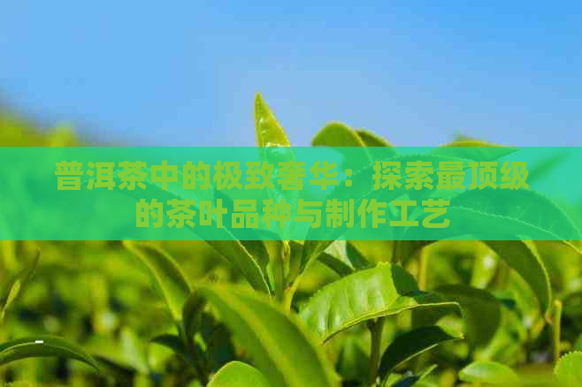 普洱茶中的极致奢华：探索最顶级的茶叶品种与制作工艺