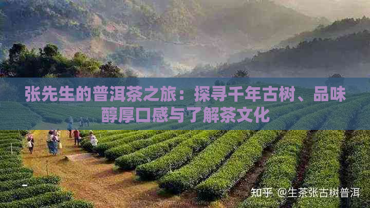 张先生的普洱茶之旅：探寻千年古树、品味醇厚口感与了解茶文化