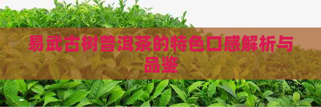 易武古树普洱茶的特色口感解析与品鉴