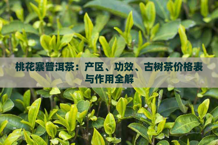 桃花寨普洱茶：产区、功效、古树茶价格表与作用全解