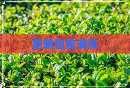 昆明包普洱茶