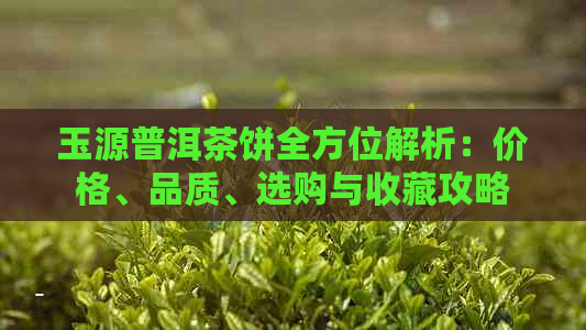 玉源普洱茶饼全方位解析：价格、品质、选购与收藏攻略