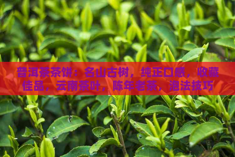 普洱茶茶饼：名山古树，纯正口感，收藏佳品，云南茶叶，陈年老茶，泡法技巧