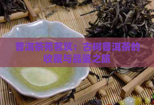 普洱茶苑茗筑：古树普洱茶的收藏与品鉴之旅