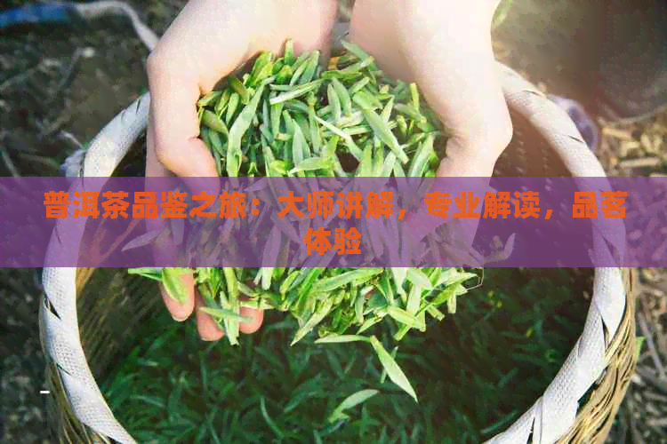 普洱茶品鉴之旅：大师讲解，专业解读，品茗体验