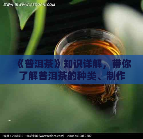 《普洱茶》知识详解，带你了解普洱茶的种类、制作工艺和功效。