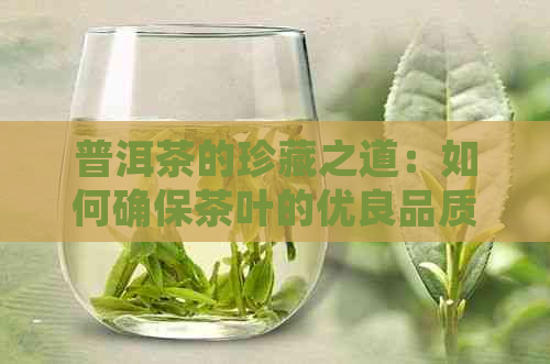 普洱茶的珍藏之道：如何确保茶叶的优良品质和长久保存