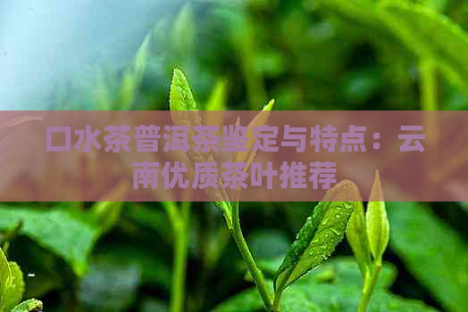 口水茶普洱茶鉴定与特点：云南优质茶叶推荐