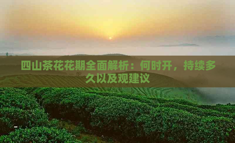 四山茶花花期全面解析：何时开，持续多久以及观建议