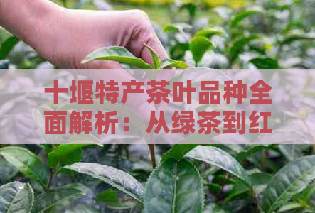 十堰特产茶叶品种全面解析：从绿茶到红茶，品味十堰的独特风味