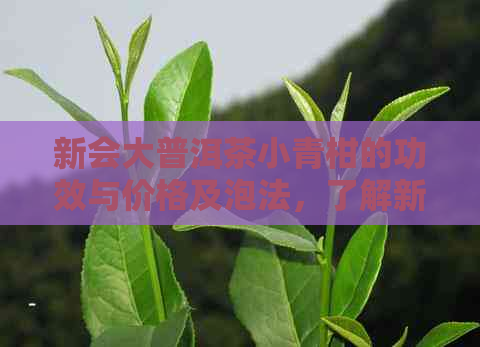 新会大普洱茶小青柑的功效与价格及泡法，了解新会普洱茶的魅力所在。