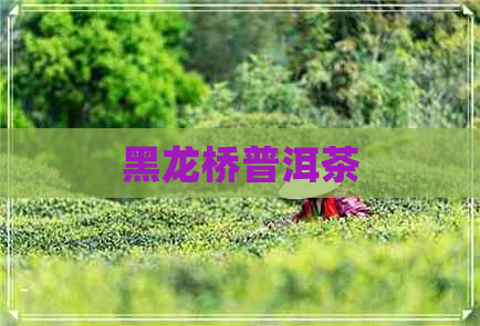 黑龙桥普洱茶