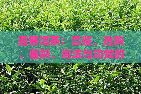 曼普洱茶：品鉴、选购、鉴别、泡法与功效的全面指南