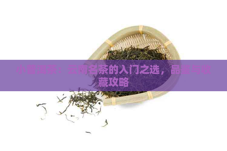 小普洱茶：云南名茶的入门之选，品鉴与收藏攻略