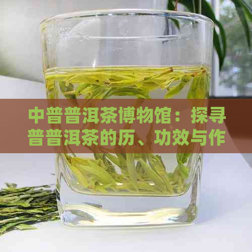 中普普洱茶博物馆：探寻普普洱茶的历、功效与作用，以及减肥可能性