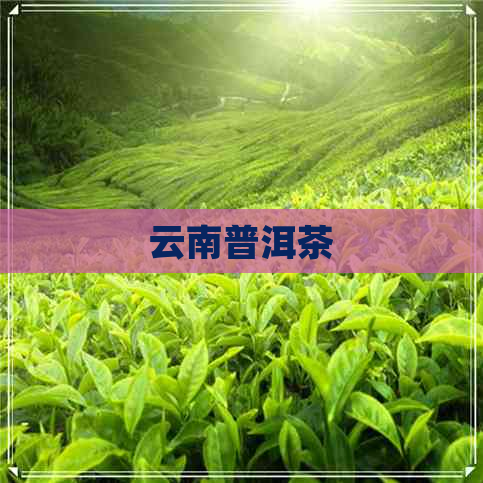 云南普洱茶