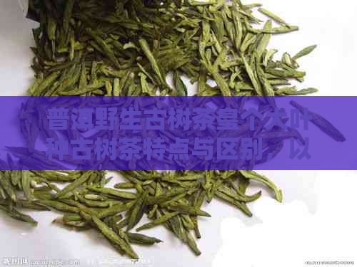 普洱野生古树茶皇个大叶种古树茶特点与区别，以及为什么是麻口的原因