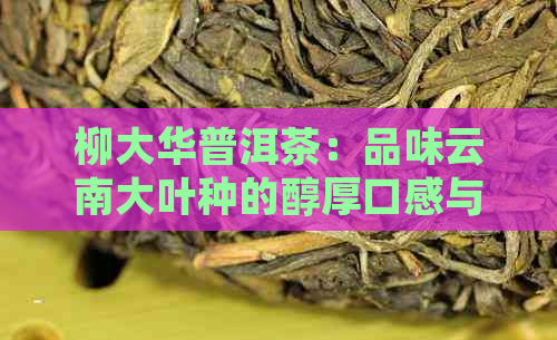 柳大华普洱茶：品味云南大叶种的醇厚口感与独特风味