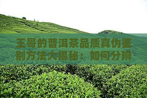 王哥的普洱茶品质真伪鉴别方法大揭秘：如何分辨购买到的普洱茶是否真实？