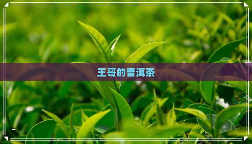 王哥的普洱茶