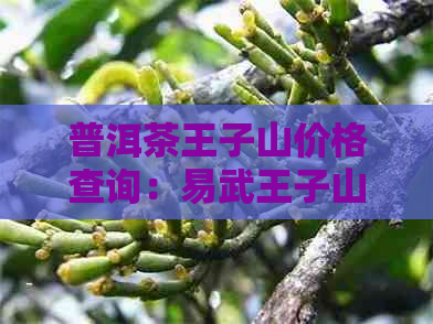 普洱茶王子山价格查询：易武王子山普洱茶产区，了解该茶的价格及特点。