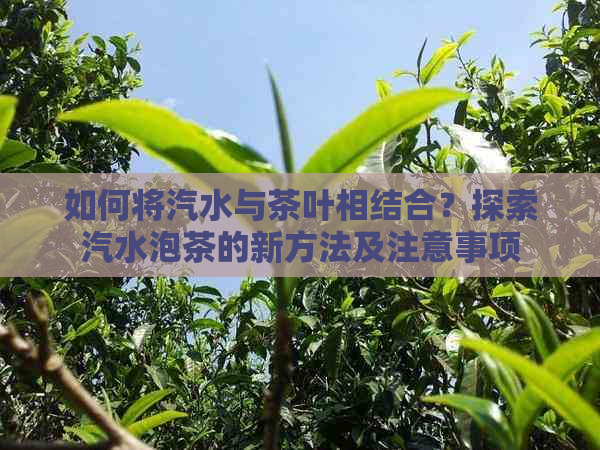 如何将汽水与茶叶相结合？探索汽水泡茶的新方法及注意事项