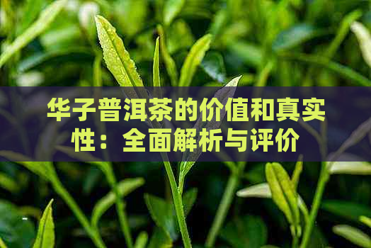 华子普洱茶的价值和真实性：全面解析与评价