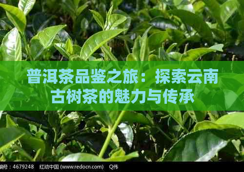 普洱茶品鉴之旅：探索云南古树茶的魅力与传承