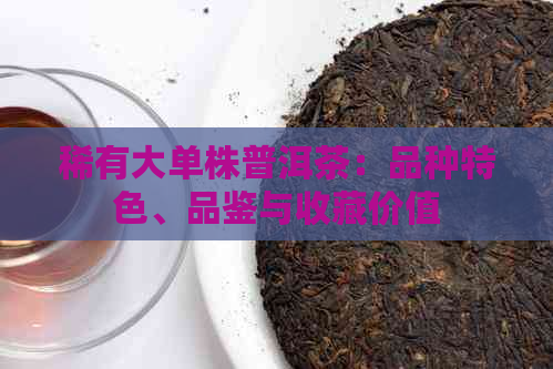 稀有大单株普洱茶：品种特色、品鉴与收藏价值