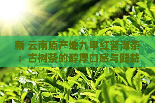 新 云南原产地九甲红普洱茶：古树茶的醇厚口感与健益处