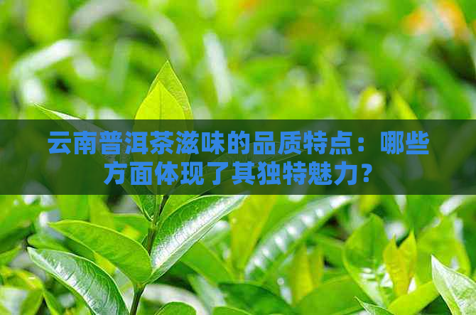 云南普洱茶滋味的品质特点：哪些方面体现了其独特魅力？