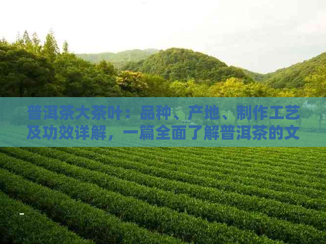 普洱茶大茶叶：品种、产地、制作工艺及功效详解，一篇全面了解普洱茶的文章