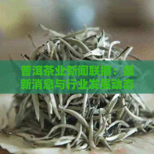 普洱茶业新闻联播：最新消息与行业发展动态