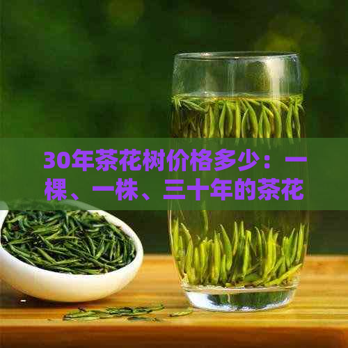 30年茶花树价格多少：一棵、一株、三十年的茶花价值解析