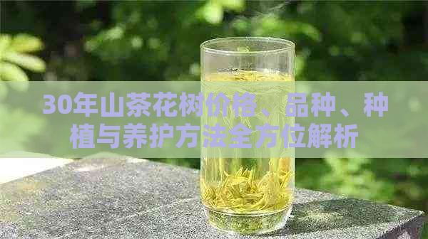 30年山茶花树价格、品种、种植与养护方法全方位解析