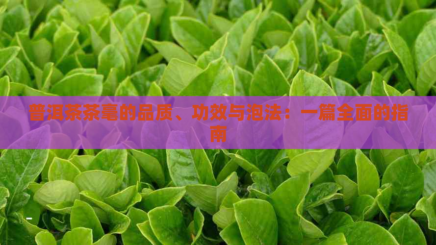 普洱茶茶毫的品质、功效与泡法：一篇全面的指南