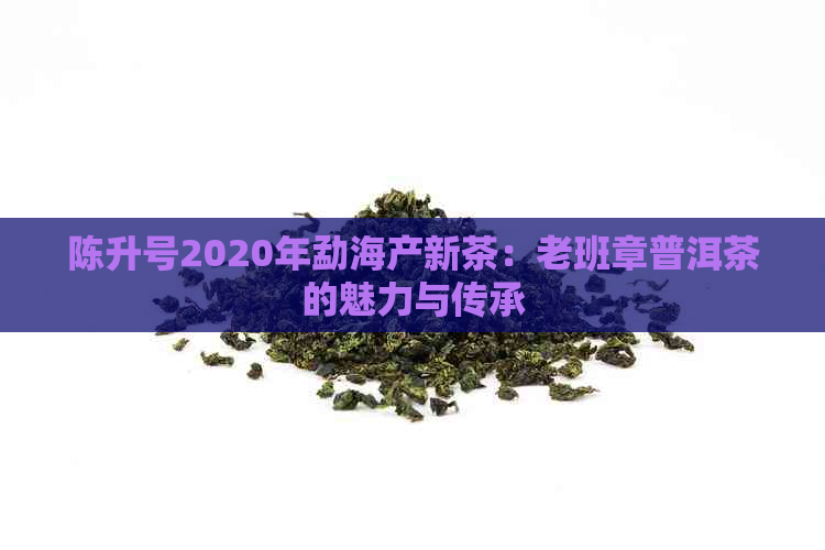 陈升号2020年勐海产新茶：老班章普洱茶的魅力与传承