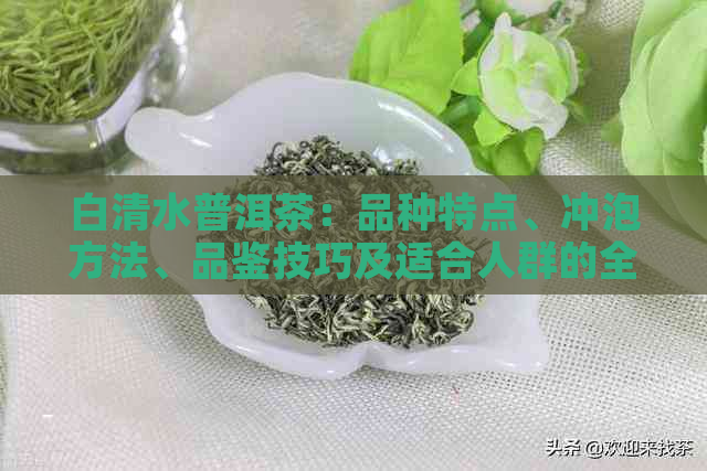 白清水普洱茶：品种特点、冲泡方法、品鉴技巧及适合人群的全方位解析