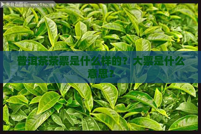 普洱茶茶票是什么样的？大票是什么意思？