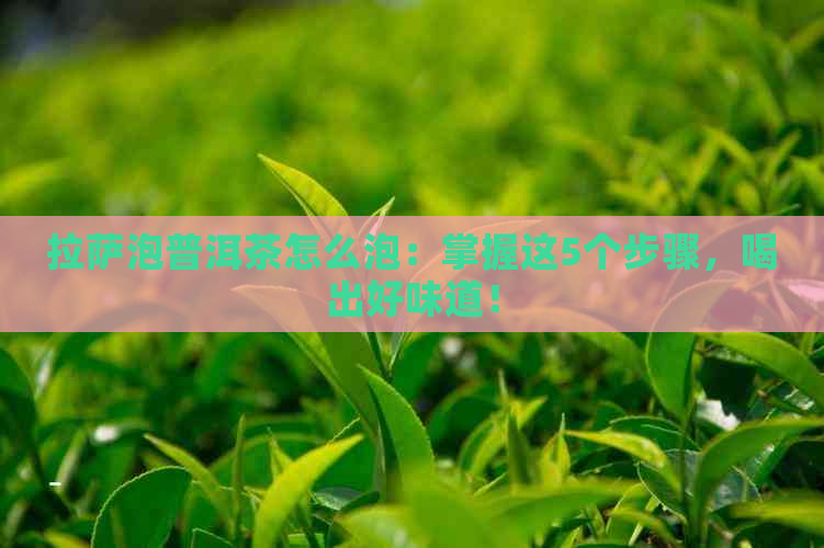      泡普洱茶怎么泡：掌握这5个步骤，喝出好味道！