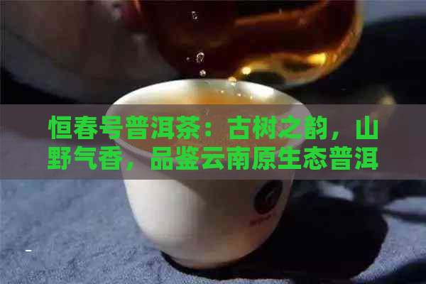 恒春号普洱茶：古树之韵，山野气香，品鉴云南原生态普洱茶叶