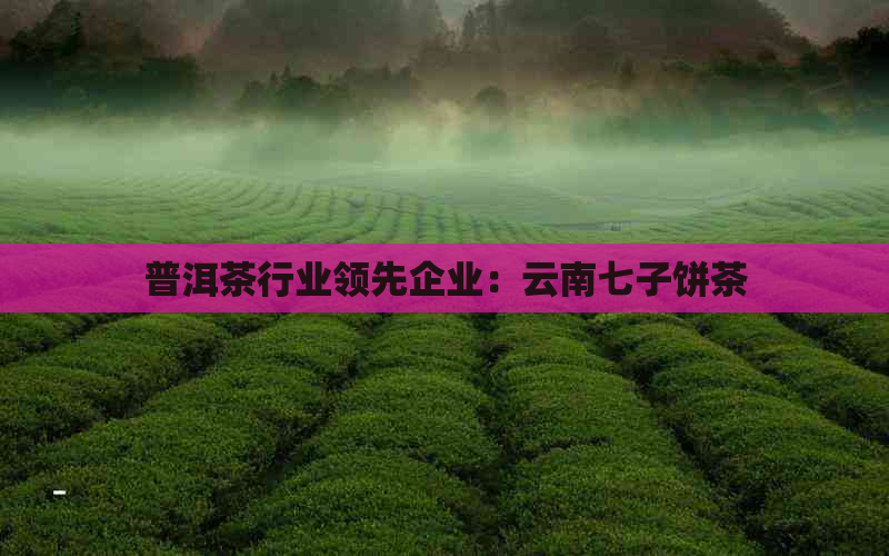 普洱茶行业领先企业：云南七子饼茶