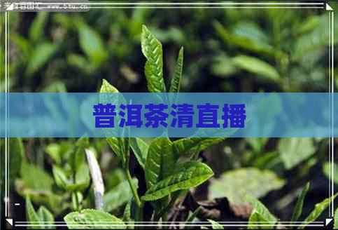 普洱茶清直播