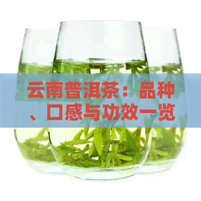 云南普洱茶：品种、口感与功效一览，让你了解胖胖的普洱茶有哪些