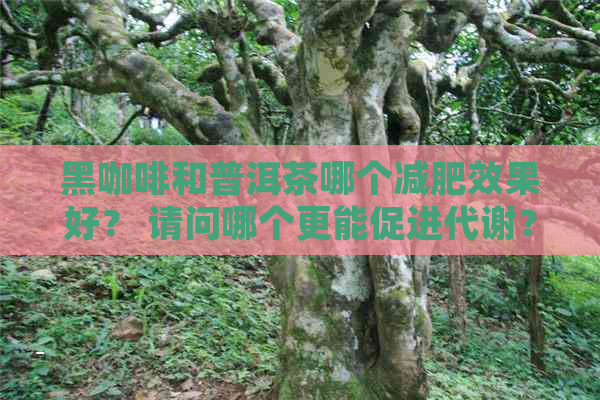 黑咖啡和普洱茶哪个减肥效果好？ 请问哪个更能促进代谢？