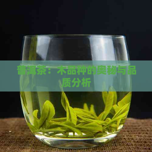 普洱茶：木品种的奥秘与品质分析